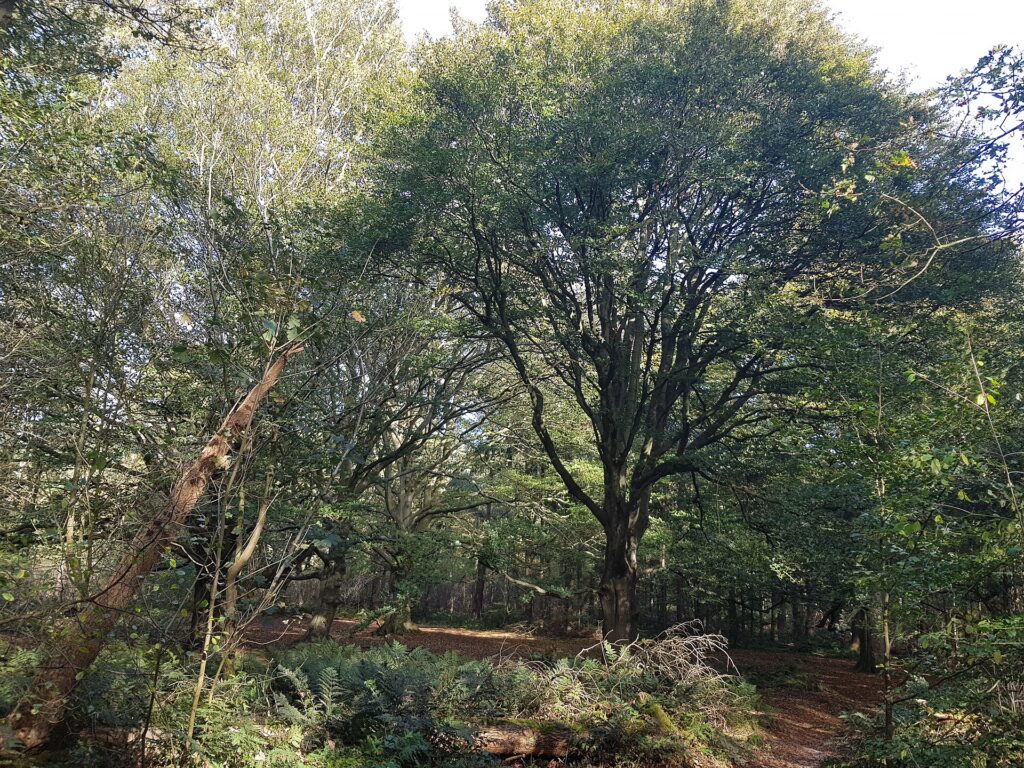 Bomen in het Rijsterbos